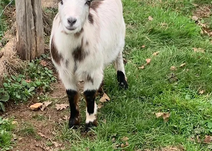 Vakantiehuis Domaine Des Clauzes