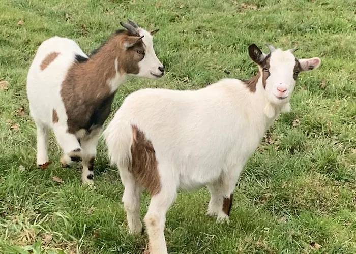 Vakantiehuis Domaine Des Clauzes