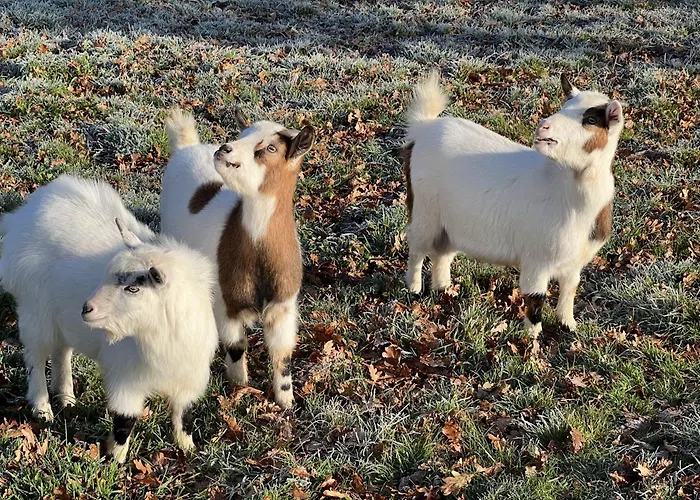 Vakantiehuis Domaine Des Clauzes *